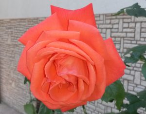02. Juni 2015 - Die schönste Rose 2015, im Serpentinen-Garten der Villa-Inge!