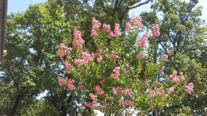 21. Juli 2015 - Die fünf Lagerströmien im Serpetinen-Garten der Villa Inge zeigen nun ihre ganze Blütenpracht!