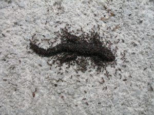 24. Mai 2016 - Wir konnten in der Villa Inge, Mošćenička Draga ein Bild aufnehmen, wie eine Ameisenkolonie eine Eidechse "bearbeitet". Wir konnten die Eidechse nicht mehr retten!