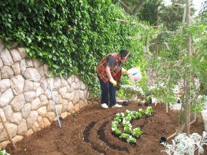 19. Mai 2016 - Unsere Hausdame Jelica lässt es sich dieses Jahr nicht nehmen die Pflanzarbeiten in der Villa Inge selbst zu gestalten!