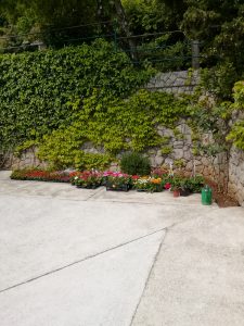 06. Mai 2017 - Diese schöne Blumenpracht haben wir am Markt in Opatija eingekauft. Die Pflanzen werden nun in die Blumenbeete der Villa Inge in Mošćenička Draga eingepflanzt!