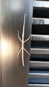 May 12, 2017 - An unusual animal makes itself comfortable on the newly renovated shutters of Villa Inge. After some research in Mošćenička Draga we became aware that it is a rare phasmid!