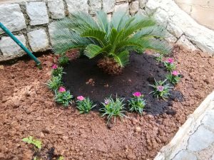 09. Juni 2018 - Der Winter war in Mošćenička Draga kalt. Einige Pflanzen der Villa Inge müssen jetzt ersetzt werden. Wir haben uns für eine kleinwüchsige Palme entschieden!