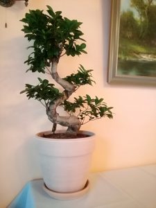 01. Juni 2018 - Hanni hat im Gartencenter eine wunderschöne Pflanze entdeckt, einen Bonsai (Ficus Ginseng). Die Pflanze schmückt jetzt die Villa Inge in Mošćenička Draga!