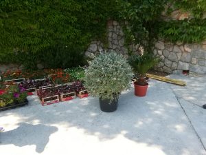 20. Mai 2018 - Heute haben wir die Blumen für die Villa Inge gekauft. In Mošćenička Draga scheint die Sonne, zum einpflanzen ideal!