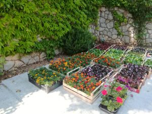 20. Mai 2018 - Ca. 600 Pflanzen werden in der Villa Inge in Mošćenička Draga jährlich gepflanzt!