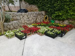 26. Mai 2019 - Die zu pflanzenden einjährigen Blumen für die Villa Inge sind jetzt da. In Mošćenička Draga hat es im Mai viel geregnet, sodass die Pflanzbeete zunächst trocknen müssen, bevor wir mit dem Einpflanzen beginnen können!