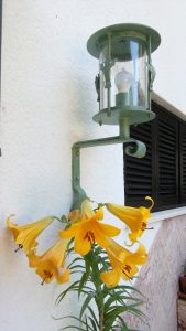 29. Juni 2019 - Die Lilie am Haupteingang der Villa Inge in Mošćenička Draga. Sie wurde nicht gepflanzt. Dieses Jahr mit sechs wunderschönen, zauberhaften Blüten!