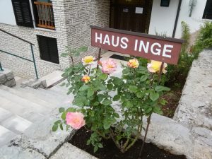 26. Mai 2019 - Der neuen Rosenstock der Villa Inge in Mošćenička Draga zeigt seine ersten Blüten. Wir sind von der Blütenpracht begeistert!