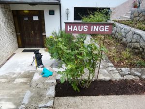 16. Mai 2019 - Der neu gepflanzte Rosenstock, der ab sofort den Haupteingang der Villa Inge in Mošćenička Draga schmücken wird!