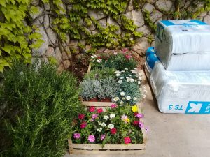 13. April 2019 - Die mehrjährigen Beetpflanzen für die Villa Inge haben wir gekauft. Überall in Mošćenička Draga bereiten sich die Häuser für die Saison vor!