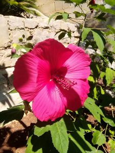 12. ‎August ‎2020 - Im Garten der Villa Inge haben wir eine sehr schöne Abutilon (Schönmalve). Jetzt gibt es viele Sonnenstunden in Mošćenička Draga, dass ist die Zeit, in der sich die Pflanze von ihrer schönsten Seite zeigt und fast täglich große Blüten schenkt!