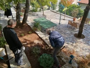 ‎16. ‎Oktober ‎2021 - Eine Zypresse aus dem Serpentinen-Garten der Villa Inge ist leider nach vielen Jahren abgestorben und muss nun ausgegraben werden um Platz für Neues zu haben. In Mošćenička Draga sind jetzt nur noch wenige Gäste da!