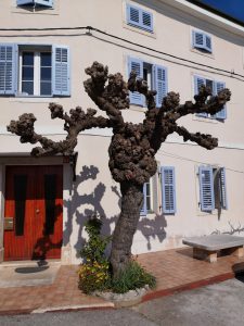 ‎16. ‎April ‎2021 - Bei unserer Fahrt von Mošćenička Draga, Villa Inge durch Istrien fanden wir in einem kleinen Ort diesen herrlichen, knorrigen Baum. Unglaublicher Anblick, für uns eine Skulptur als wäre diese von einem Künstler gemacht worden!