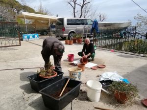 09 April 2022 - Here we are cleaning the planters of Villa Inge to replant them. Many plants from last year we brought through, because the winter in Mošćenička Draga was very mild!