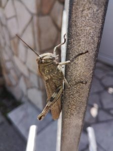 May 17, 2022 - I was able to record an unusually large grasshopper at the entrance to Villa Inge, sea side. Probably the Mediterranean vegetation in Mošćenička Draga contributes to this animal diversity!