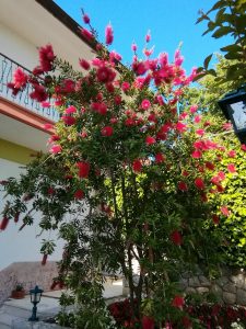 May 22, 2022 - A pipe cleaner (Callistemon) at the main entrance decorates Villa Inge and its unspeakable beauty delights every arriving guest. We have not yet discovered another so large in Mošćenička Draga!