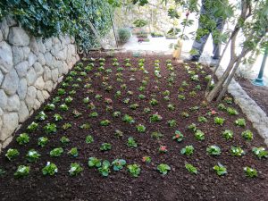 April 13, 2022 - The flower beds in front of the main entrance to Villa Inge, Mošćenička Draga, are replanted every year!