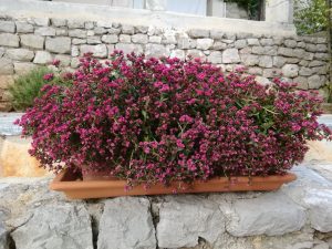 10. ‎Oktober ‎2022 – Noch immer blühen in der Villa-Inge viele Blumen wunderschön. In Mošćenička Draga sind jetzt nur noch wenige Gäste vor Ort. Jetzt ist unsere Zeit!