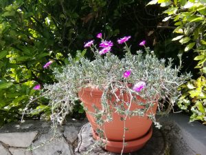 04. ‎Juni ‎2022 – Hanni, die Hausherrin der Villa-Inge freut es sehr, dass die vielen Pflanzen nun schöne Blüten hervorbringen und fotografiert viel. In Mošćenička Draga ist Anfang Juni jetzt „Ruhe vor dem Sturm“!