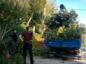 03 November 2022 - All the branch material had to be carried from the terrace (below) to the parking lot (above) of Villa-Inge, Mošćenička Draga. Then the branches were transported away by truck!