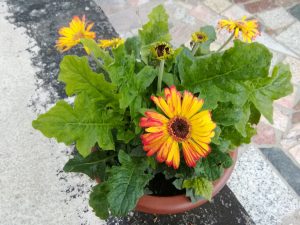 June 10, 2022 - This wonderful gerbera of Villa-Inge was already planted last year. We have brought the plant well into the new season thanks to the mild winter!
