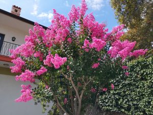 July 11, 2022 - The Lagerstroemia in front of the main entrance of Villa Inge has now unleashed its full flowering splendor and will surely charm us with it for two months. In the meantime, in Mošćenička Draga you can see this beautiful plant more often!