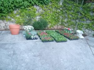 26. April 2013 - Der Blumeneinkauf für die Villa-Inge in Mošćenička Draga ist erledigt. Jetzt können wir unser idyllisches Zuhause, umgeben von natürlicher Schönheit und Ruhe, gestalten!