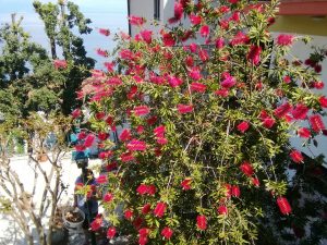 24. Mai 2023 - Der Callistemon in der Villa-Inge, Mošćenička Draga, erstrahlt in voller Blütenpracht und ist nun in einem leuchtenden Rot eingefärbt. Die exotischen Blüten bilden einen faszinierenden Kontrast zum üppigen Grün des Gartens. Ihr Anblick versetzt in Staunen und verleiht dem Garten eine lebendige Atmosphäre. Wir können uns keinen schöneren Anblick vorstellen, als den blühenden Callistemon in der Villa-Inge zu bewundern!