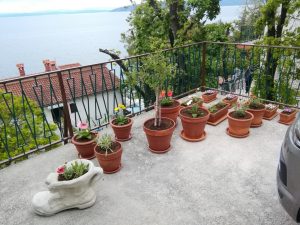 28. April 2023 - Planters are ready, ready for Villa-Inge in Mošćenička Draga. We have lovingly planted them to spark colors and fragrances. A touch of nature now surrounds our guest house and we are looking forward to blooming days full of happiness and silence!
