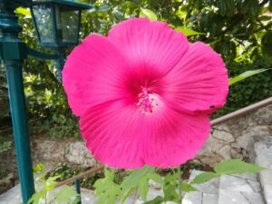 24. Juli 2023 - Inmitten des bezaubernden Serpentinen-Gartens der Villa Inge, Mošćenička Draga, überrascht die Hibiskus-Pflanze die Gäste mit ihren eindrucksvollen Blüten, die sich auf bis zu 20 cm im Durchmesser entfalten!