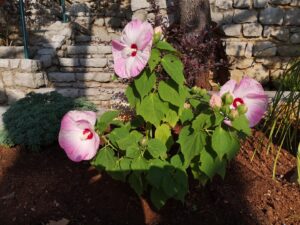 16. Juli 2023 - In der atemberaubenden Villa Inge in Mošćenička Draga erfreut sich die Hibiskus-Pflanze im Serpentinen-Garten und schenkt den Gästen die ersten wunderschönen Blüten!