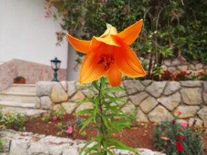 21. Juni 2024 - Die Lilien im Garten der Villa Inge blühen jetzt wunderschön. Die ersten Gäste sind bereits wieder abgereist. Insgesamt ist unser Eindruck wird es für die Tourismus in Mošćenička Draga schwieriger werden. Ein Urlaub ist für viele kaum mehr bezahlbar!