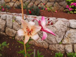 June 21, 2024 - This lily has given Villa Inge two flowers. From our point of view, the increase in prices in Mošćenička Draga is due to the existing gastronomy and the other tourist offers (partly offered by the municipality itself) such as parking fees, beach chairs/sun umbrellas and excursions). Of course, the accommodation providers are also guided by these price increases!