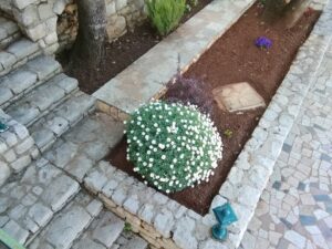 April 29, 2024 - This used to be a marguerite pot plant. It has developed so splendidly in two years and now gives us many flowers. In any case, it really brightens up the garden at Villa Inge in Mošćenička Draga!