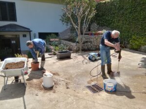 May 02, 2024 - Nevertheless, we empty all the planters at Villa Inge in Mošćenička Draga and take a closer look at the soil. Very often we find root pests in it, which have nested there over the year and thus kill the plants!