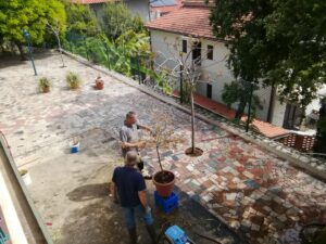 May 03, 2024 - The lemon tree (10 years old) did not survive the winter at Villa Inge very well. Although there were hardly any sub-zero temperatures in Mošćenička Draga this winter, the plant lost all its leaves!