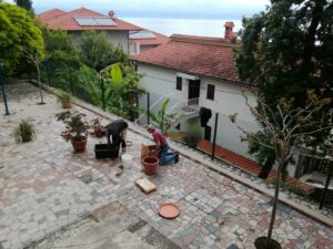 May 06, 2024 - We're not giving up on the lemon tree at Villa Inge in Mošćenička Draga just yet. We have now bought a larger clay pot and will replant it with 60 liters of special soil for citrus plants. We've removed the old soil from the roots and it's blooming deep green again!