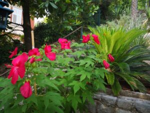 22. Juli 2024 - Der Hibiskus befindet sich an unserem Treppenabgang zum Strand der Villa Inge in Mošćenička Draga. Die Blüten sind etwa 15–20 cm groß und wunderschön!