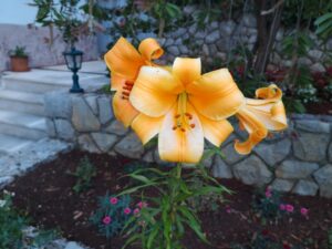 22. Juni 2025 - Unsere Lieblingsblume in der Villa Inge in Mošćenička Draga: eine Lilie, die von Mitte Juni bis Anfang Juli in voller Pracht blüht!