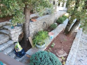 26. September 2025 - Ein Elefantenfuß der Villa Inge in Mošćenička Draga – seine Wurzeln sind so kräftig geworden, dass sogar die Keramikschale zerbrach. Jetzt bekommt er ein neues Zuhause in einer größeren Betonschale!